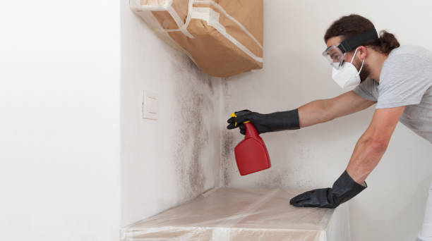 Professional Mold Remediation technician working in River Road, WA