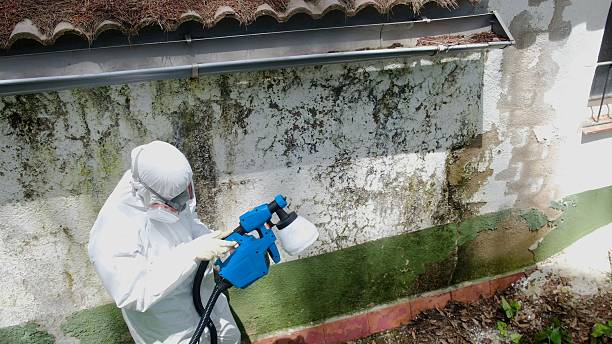 Top rated local Mold Remediation specialists in River Road, WA
